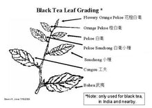 Load image into Gallery viewer, Assam Nudwa Black Tea