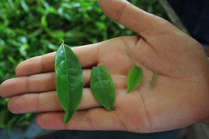 Черен чай Асам(Assam) Mangalam