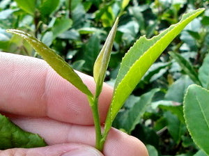 Черен чай Даржелинг Кралски градини(Royal Garden - Darjeeling FTGFOP1 first flush)